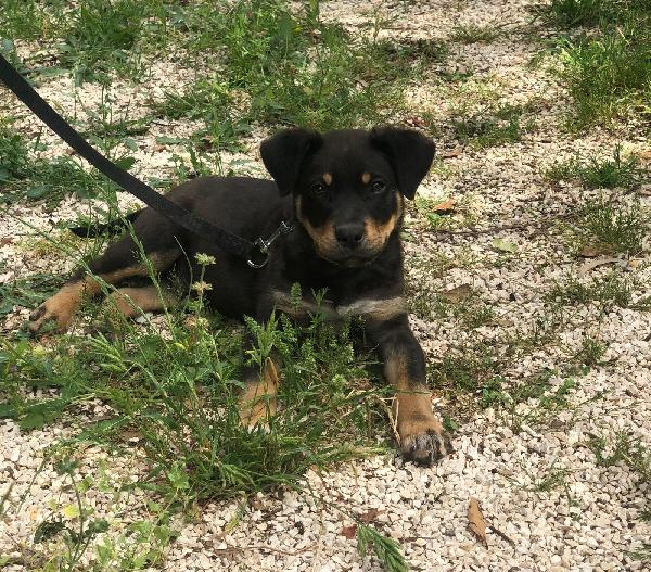 🐶 “Dodo, un cucciolo che non vuole crescere invisibile” Foto 4